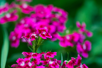 Obraz premium colorful mountain flowers in spring