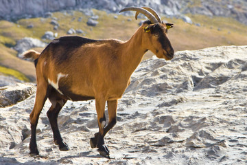 Wild female goat (Capra aegagrus) going at the mountains, on daytime, Cantabria, National Park Picos de Europa, Spain