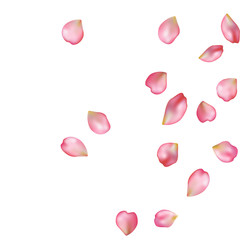 Sakura blossoms blank background template.