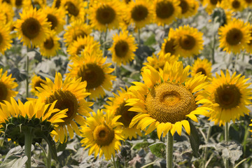 Fototapeta na wymiar yellow sunflowers in the farm