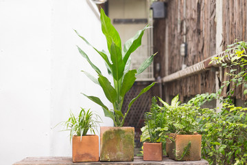 Beautiful house plants