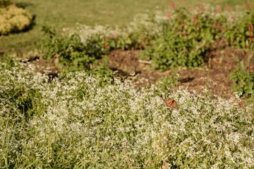 Garten mit Wiese und weiße Blumen mit Schmetterling
