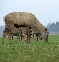 leader of the pack without a crown, mighty male deer with his pack after it has lost it`s antlers