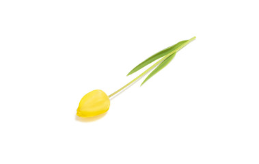 Beautiful and fresh yellow tulip isolated on white background