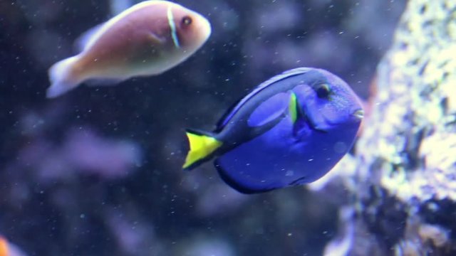 Blue tang swimming in aquarium with clown fish