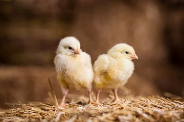 Foto op Aluminium Kip Gele kippen op een hooiberg, kleine gele kippen, kleine slaperige pasgeboren gele kippen in nest, pasgeboren kippen in hooinest met ei, kip met paaseieren