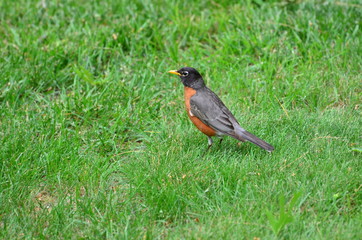 Robin wades through grass in search of food
