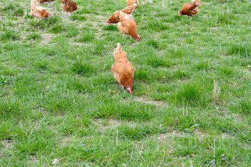 Freilandh&uuml;hner auf gr&uuml;ner Wiese
