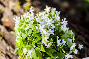 Beautiful white flowers lying in the forest on a tree