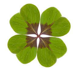 Kleeblatt