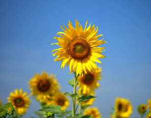 Obraz premium Sunflowers field, summer nature background, countryside landscape.