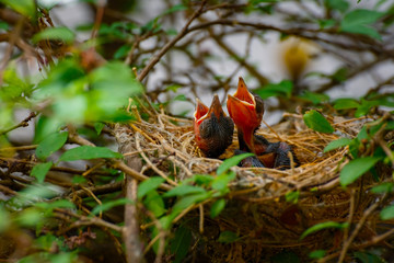 Baby Bird Left on a Tree in a Nest