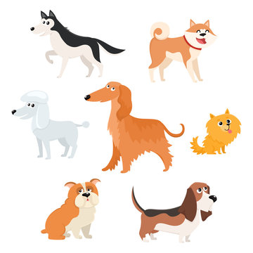 Cute dog characters of various breeds - poodle, husky, spitz, basset, bulldog, afghan hound, akita inu, cartoon vector illustration isolated on white background. Set of dog breed, characters © sabelskaya