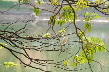Little egret or Egretta garzetta on tree