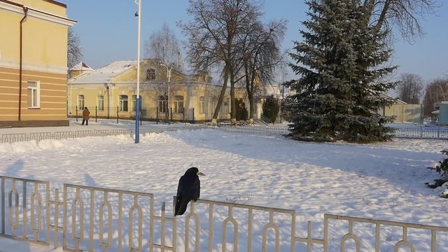 Some Lonely Black Crow is Flying Off a Metal Fence at a Railway Station in Konotop Town in the Daytime in Winter in Slow Motion