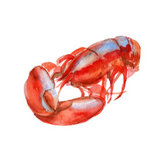 Lobster cooked. Isolated on white background. Watercolor illustration.