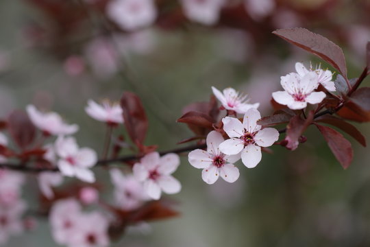 Blüten einer Zierpflaume im Frühling