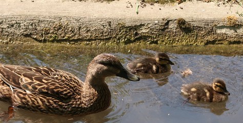 Famille de canard