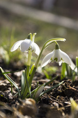 Two galanthus nivalis, common snowdrop in bloom, early spring bulbous flowers in the garden