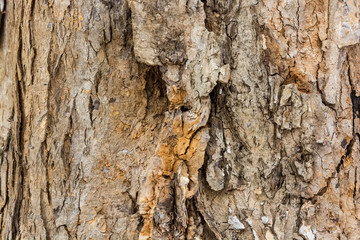 Old bark macro