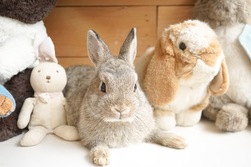 little baby rabbit is hiding among the rabbit plush dolls, Easter bunny.