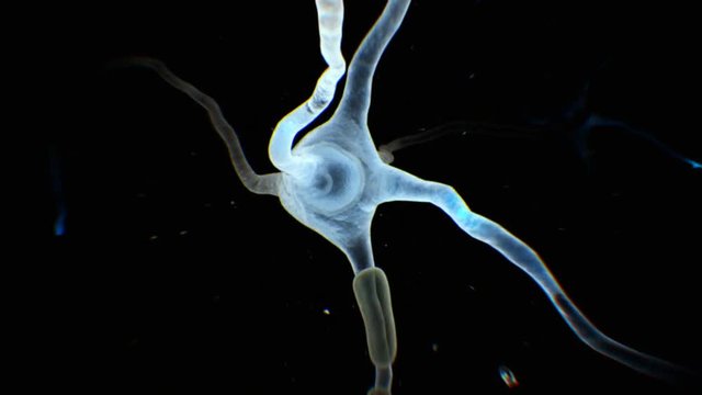 4k Close Up Of A Neuron And The Electrical Impulses Flowing Through It.