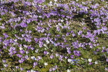 Krokusblüte, Blumenwiese