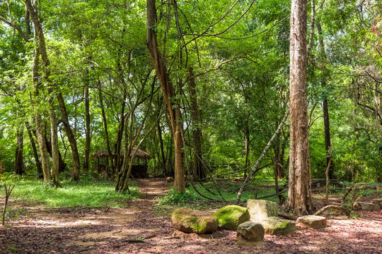 House of vedda people in jungle on Sri Lanka