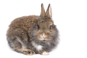 Gray, decorative, small furry rabbit on a white background