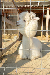 Obraz premium White and fluffy alpaca in a cage