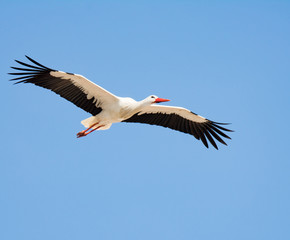 Fototapeta na wymiar Flying white stork with blue sky
