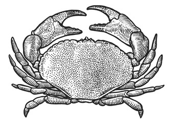 Crab illustration, drawing, engraving, ink, line art, vector - obrazy, fototapety, plakaty