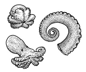 Octopus and tentacle illustration, drawing, engraving, ink, line art, vector