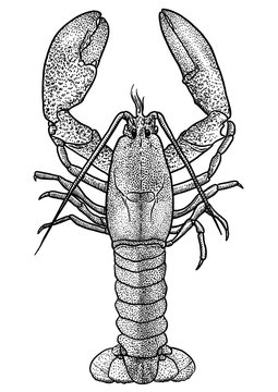 Lobster illustration, drawing, engraving, ink, line art, vector