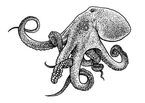 recommend clip art: Octopus illustration, drawing, engraving, ink, line art, vector