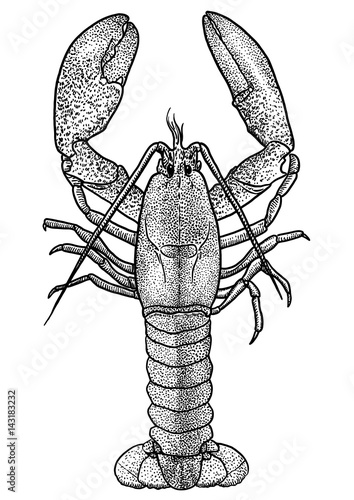  Lobster illustration drawing engraving ink line art vector Stock 