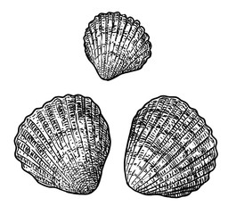 Cockle clam illustration, drawing, engraving, ink, line art, vector 