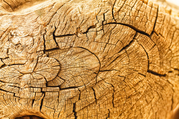 cross section of the tree, Annual rings