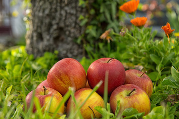 Group of apples in the grass, near a tree