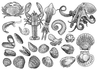 Seafood, shrimp, prawn, crab, lobster, squid, octopus, mussels, scallop, clam, oyster, cockle shell  collection illustration, drawing, engraving, ink, line art, vector - obrazy, fototapety, plakaty