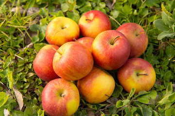 Group of apples in the grass, near a tree