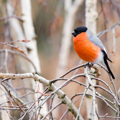 Bullfinch on the tree branch.