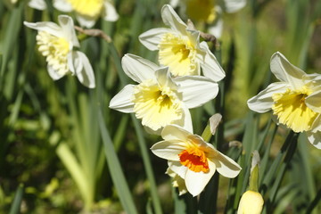 Narzissenblüte  (Narcissus Pseudonarcissus)