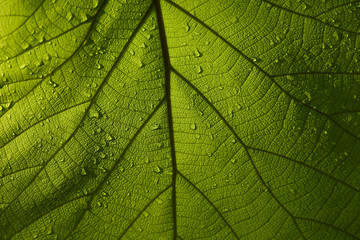 Fototapeta na wymiar green leaf teak texture