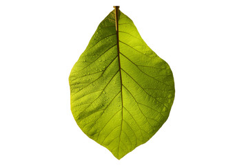 green leaf teak isolated on white background
