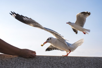 Action Feeding Seagull