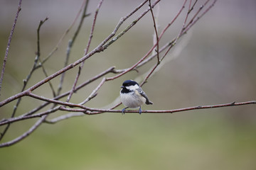 Coal tit