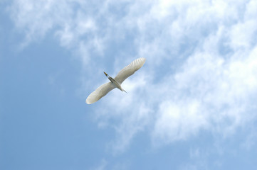 Egret flying in the sky.