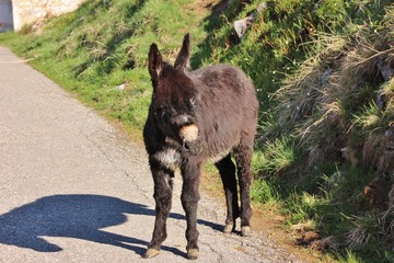 Donkey, Bergamo, Italy