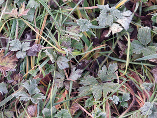 Autumn beech woodland collection